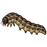 Dark Sword-Grass Larva