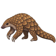 Sunda Pangolin