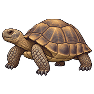 Mojave Desert Tortoise