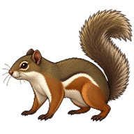 Plantain Squirrel