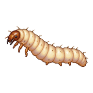 Indian Meal Moth Larva