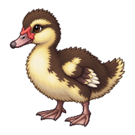 Muscovy Duck Duckling