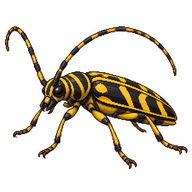 Locust Borer