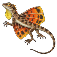 Common Gliding Lizard