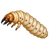 Locust Borer Larva