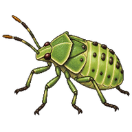 Southern Green Stink Bug Nymph