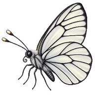 Black-Veined White