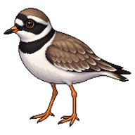 Common Ringed Plover