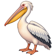 Great White Pelican