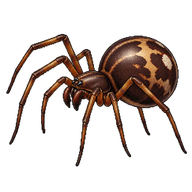 Common False Widow