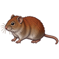 Southern Red-backed Vole