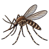 Banded house mosquito
