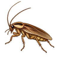 Garden Cockroach