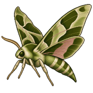 Lime Hawk-Moth