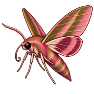 Small Elephant Hawk-Moth