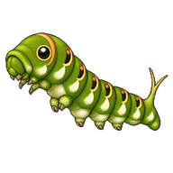 Spicebush Swallowtail Caterpillar