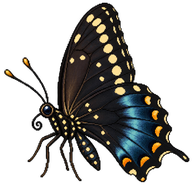 Spicebush Swallowtail Butterfly