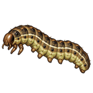 Fall Armyworm Larva