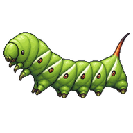 Tobacco Hornworm Larva