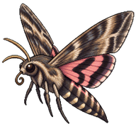 Tobacco Hornworm Moth