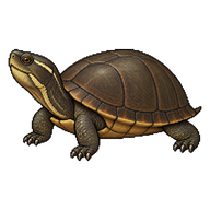 Eastern Mud Turtle