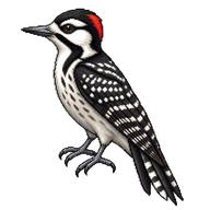Red-cockaded Woodpecker