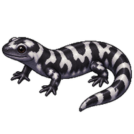 Marbled Salamander