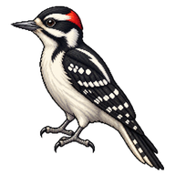 Hairy Woodpecker