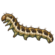 Common Marbled Carpet Larva
