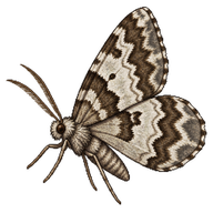 Common Marbled Carpet