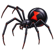 Southern black widow