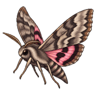 Cerisy's Sphinx Moth