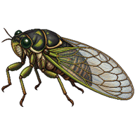 Black-back Cicada