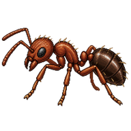 Turf Ant