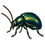 Chalice Flea Beetle