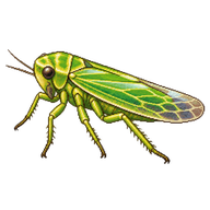 Aster Leafhopper