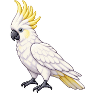 White Cockatoo