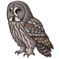 Great Grey Owl