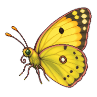 Clouded Yellow