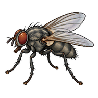 Hunter Fly