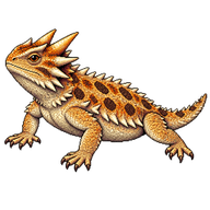 Regal Horned Lizard