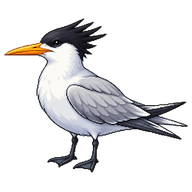 Greater Crested Tern