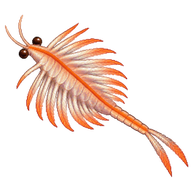 Brine Shrimp
