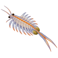 Versatile Fairy Shrimp