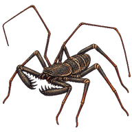 Sonoran Tailless Whipspider