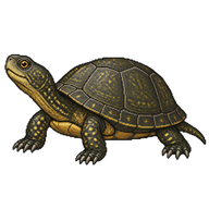 European Pond Turtle