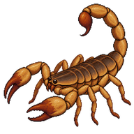 Southern Unstriped Scorpion