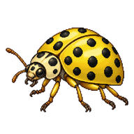 22-Spot Ladybird