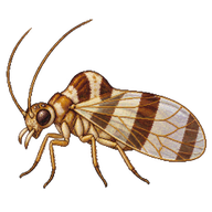 Three-banded Hunch-back
