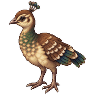 Indian Peafowl Chick